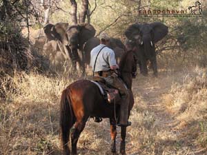 Fond d'&eacute;cran gratuit de safari &eacute;questre en Afrique du Sud - Randocheval