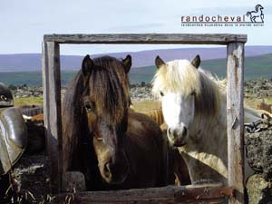 Fond d'&eacute;cran - chevaux islandais - Randocheval