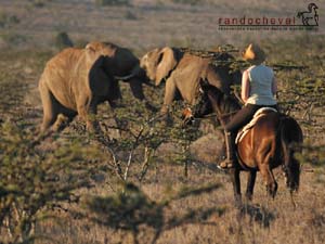 Fond d'&eacute;cran gratuit de safari &agrave; cheval au Kenya - Randocheval