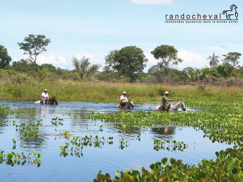 Fond d'&eacute;cran sur notre randonn&eacute;e &eacute;questre dans le Pantanal au Br&eacute;sil