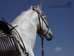 Fond d'&eacute;cran gratuit - Cheval de Paso P&eacute;ruvien - Randocheval
