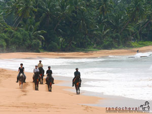 Fond d'&eacute;cran gratuit d'une randonn&eacute;e &agrave; cheval sur une plage du Sri Lanka