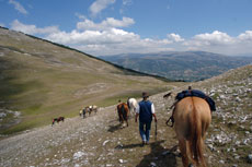The tack is exclusively western with comfortable saddles - Randocheval