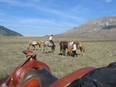 The tack is exclusively western with comfortable saddles - Italy - Randocheval