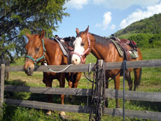 nos chevaux nous attendent - Abruzzes Italie RANDOCHEVAL