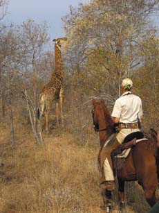 Safari &eacute;questre en Afrique du Sud - Big Five - Girafe - Rando Cheval / Absolu Voyage