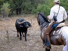 Safari &agrave; cheval en Afrique du Sud