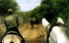 Horse riding safari in South Africa - Randocheval / Absolu Voyages