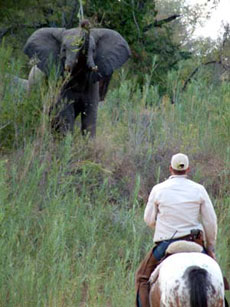 Horse treks, Safaris in South Africa On the Horse riding safari in South African - Randocheval / Absolu Voyages