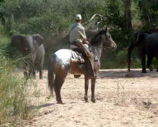 D&eacute;couvrez l'Afrique animale &agrave; cheval, sensations fortes garanties - Randocheval / Absolu Voyages