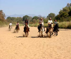 Canter in the middle of wild life in Mpumalanga area - Randocheval / Absolu Voyages
