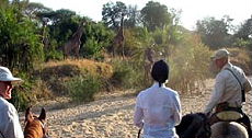 Petite zone ouverte avec de grands arbres au milieu du bush, le paradis des girafes  - Randocheval / Absolu Voyages