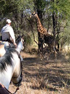 Giraffe met during our unique horse riding safari - Randocheval / Absolu Voyages