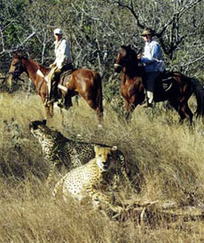 Randonn&eacute;es &eacute;questres, safaris &agrave; cheval en Afrique du Sud sur la trace des Big Five - Randocheval / Absolu Voyages