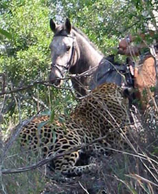 Big Five safari in Mpumalanga - Randocheval / Absolu Voyages