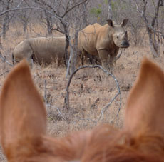 Safari Big Five en Afrique du Sud / Randocheval