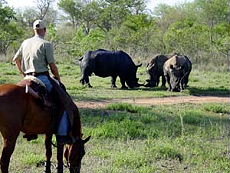 Meeting with the rhino on horseback- Randocheval / Absolu Voyages