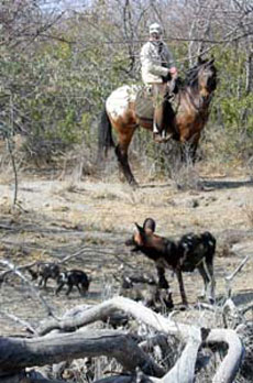 Toujours plus surprenant, le bush abrite des esp&egrave;ces rares et difficiles &agrave; observer, chance pour le cavalier d'&ecirc;tre &agrave; cheval et de pouvoir se fondre dans la nature - Randocheval / Absolu Voyages