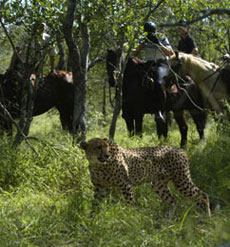 Le timide l&eacute;opard montre son nez, attention faites vite, il faut en profiter.... safari &eacute;questre en Afrique du Sud - Randocheval / Absolu Voyages
