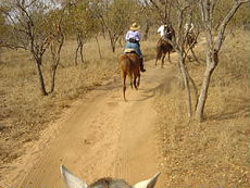 Canter in the bush, take care the accacias - Randocheval / Absolu Voyages