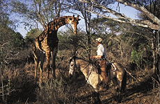 Horse treks, Safaris in South Africa On the Track of the Big Five - Randocheval / Absolu Voyages