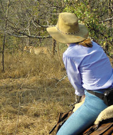 On the Track of the Big Five - Randocheval / Absolu Voyages