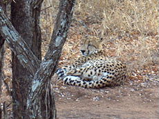 Meet the cheetah from horseback in South Africa - Randocheval / Absolu Voyages