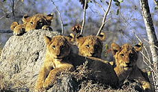 Garonga safari ride in South Africa - Randocheval / Absolu Voyages