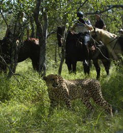 Safari &agrave; cheval Big Five en Afrique du Sud - Randocheval / Absolu Voyage