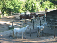 Randonn&eacute;e &eacute;questre en Provence dans les Alpilles - Les chevaux - Rando Cheval