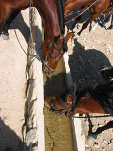 Pause buvette pour les chevaux lors de notre randonn&eacute;e dans les Alpilles - Randocheval