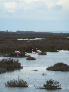 Rando Alpilles-Camargue/Flamands roses