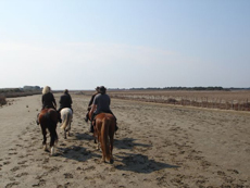 RAndonn&eacute;e Alpilles-Camargue : sur le sable