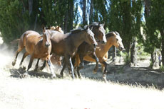 Horses you'll ride during your horse riding program - Randocheval