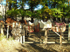 Western tack or amry saddles are used - Randocheval