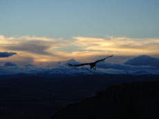 Andean condor in Patagonia - Randocheval