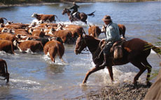 Cattle work in Argentina - Randocheval