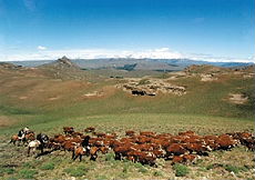 Stay in a traditional working cattle estancia in Patagonian Argentina - Randocheval
