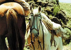 Experience the criollo horse during a 7 nights stay in Argentina - Randocheval
