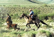 Run after cows in the pampa - Randocheval