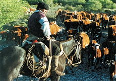 Experience wide hospitality in a traditional working cattle estancia - Argentina