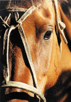 Meeting with the criollo horses in Argentina - Randocheval