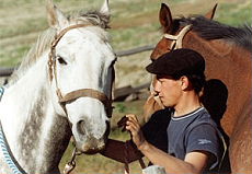 Argentinian gaucho - Randocheval