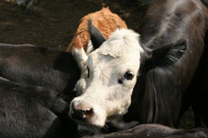 Travail du bétail pour les volontaires - RANDOCHEVAL