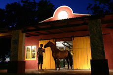 Beau criollo de nuit - RANDOCHEVAL