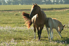 Extension de s&eacute;jour dans la pampa pr&egrave;s de Buenos Aires - RANDOCHEVAL