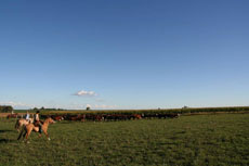 La pampa argentine vous attend - RANDOCHEVAL