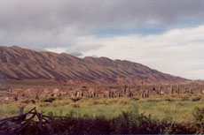 Open range of cactus fields in Salta - Argentina - Randocheval / Absolu Voyages