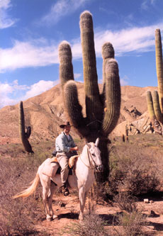Cactus and rider in the Calchaqui Valley, Salta - Argentina - Randocheval / Absolu Voyages
