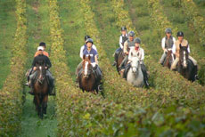 A la d&eacute;couverte des vignobles du Bordelais - Randocheval
